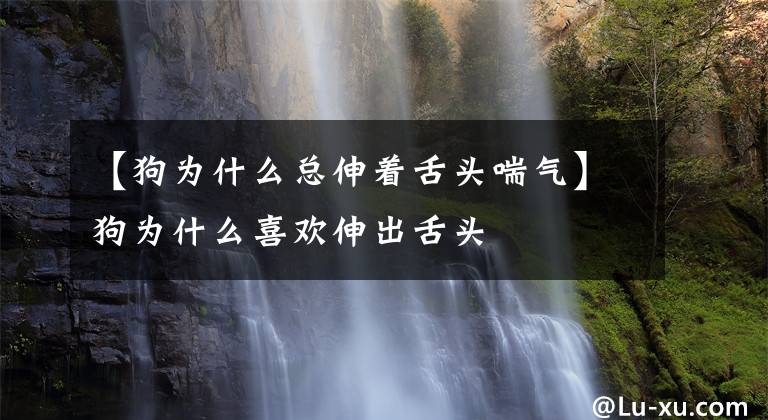 【狗为什么总伸着舌头喘气】狗为什么喜欢伸出舌头