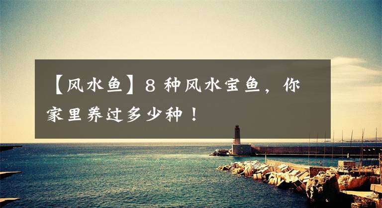 【风水鱼】8 种风水宝鱼，你家里养过多少种！