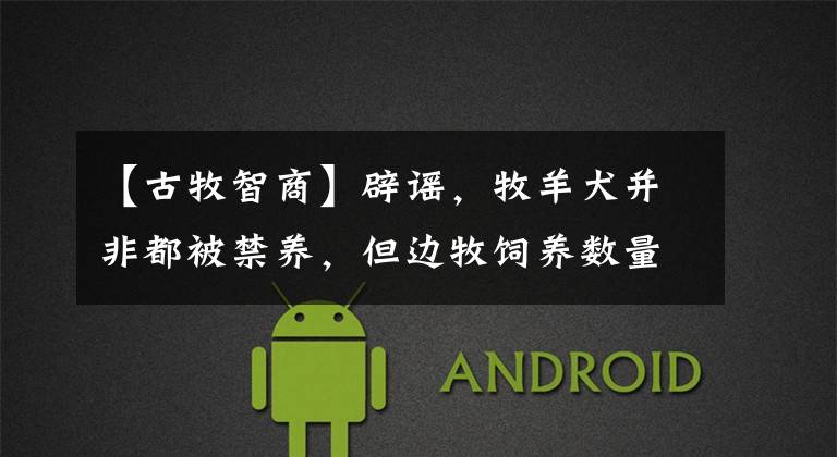 【古牧智商】辟谣,牧羊犬并非都被禁养,但边牧饲养数量减少,离不开三点原因