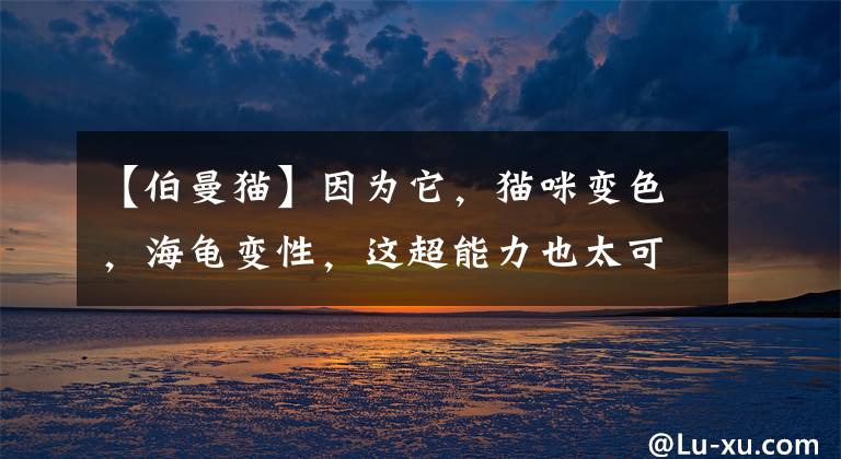 【伯曼猫】因为它，猫咪变色，海龟变性，这超能力也太可怕了