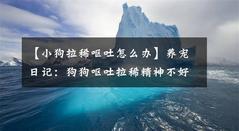 【小狗拉稀呕吐怎么办】养宠日记：狗狗呕吐拉稀精神不好