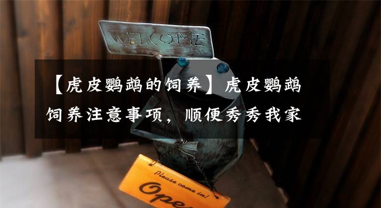 【虎皮鹦鹉的饲养】虎皮鹦鹉饲养注意事项，顺便秀秀我家的两只小可爱！