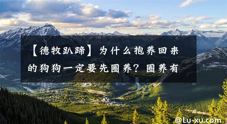 【德牧趴蹄】为什么抱养回来的狗狗一定要先圈养？圈养有什么好处？