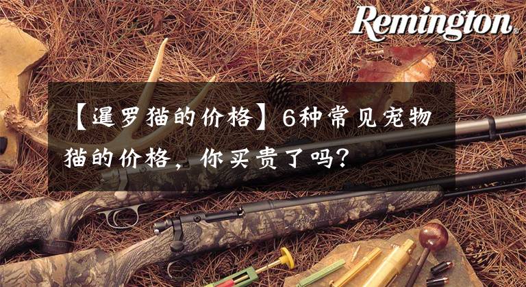 【暹罗猫的价格】6种常见宠物猫的价格，你买贵了吗？