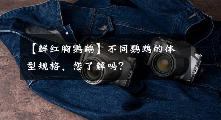 【鲜红胸鹦鹉】不同鹦鹉的体型规格,您了解吗?