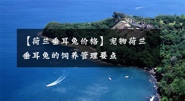 【荷兰垂耳兔价格】宠物荷兰垂耳兔的饲养管理要点