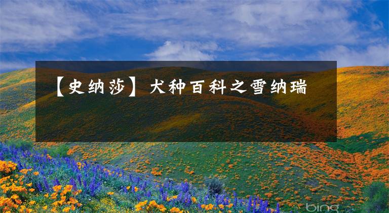 【史纳莎】犬种百科之雪纳瑞