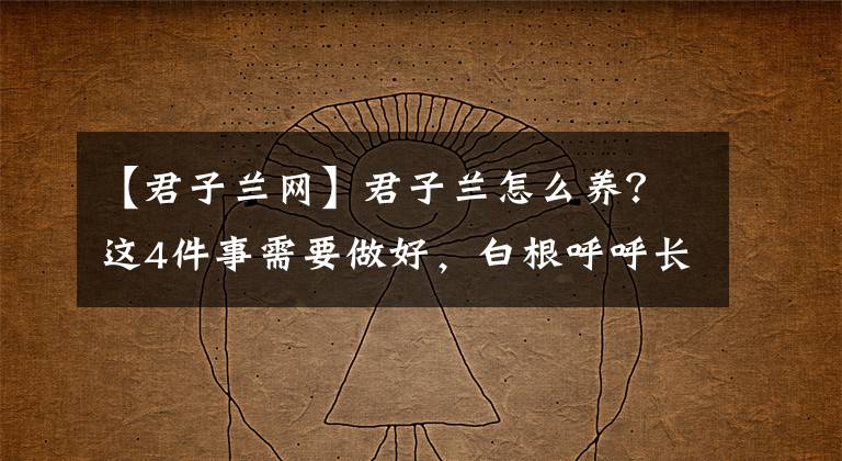 【君子兰网】君子兰怎么养？这4件事需要做好，白根呼呼长爆盆，枝头挂花多