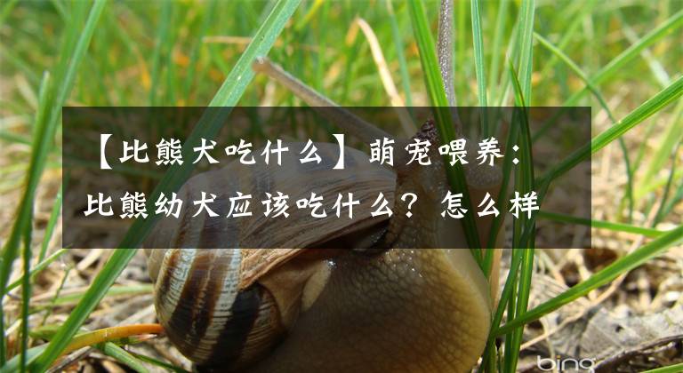 【比熊犬吃什么】萌宠喂养：比熊幼犬应该吃什么？怎么样把比熊打好基础？