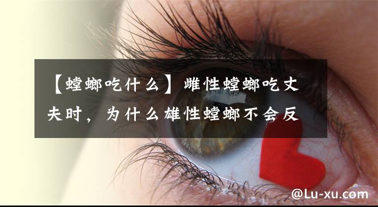【螳螂吃什么】雌性螳螂吃丈夫时，为什么雄性螳螂不会反抗？