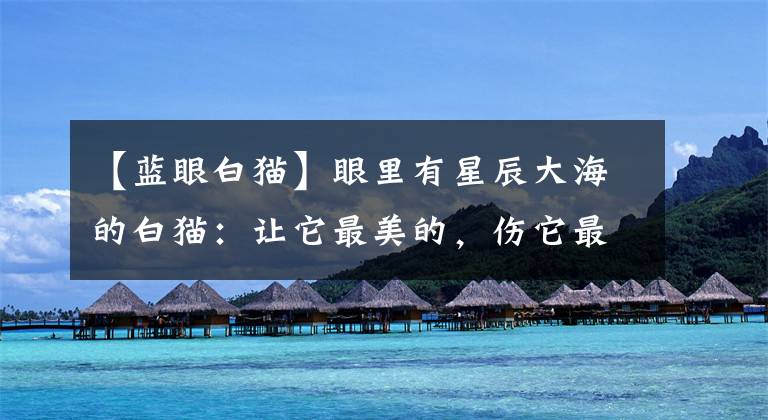 【蓝眼白猫】眼里有星辰大海的白猫：让它最美的，伤它最深