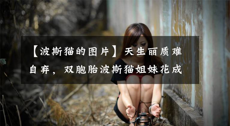 【波斯猫的图片】天生丽质难自弃,双胞胎波斯猫姐妹花成全球网红,铲屎官遭人羡慕