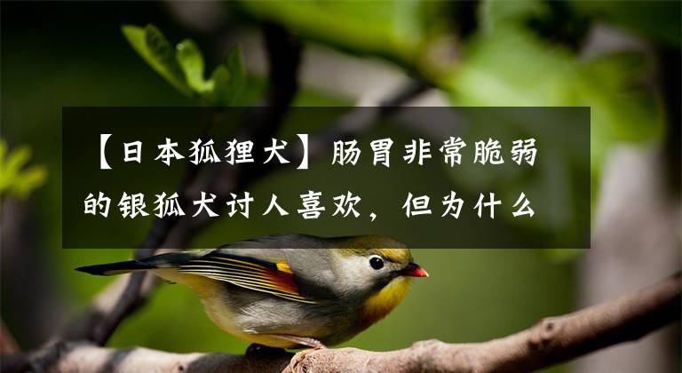 【日本狐狸犬】肠胃非常脆弱的银狐犬讨人喜欢，但为什么那么多人不会养它