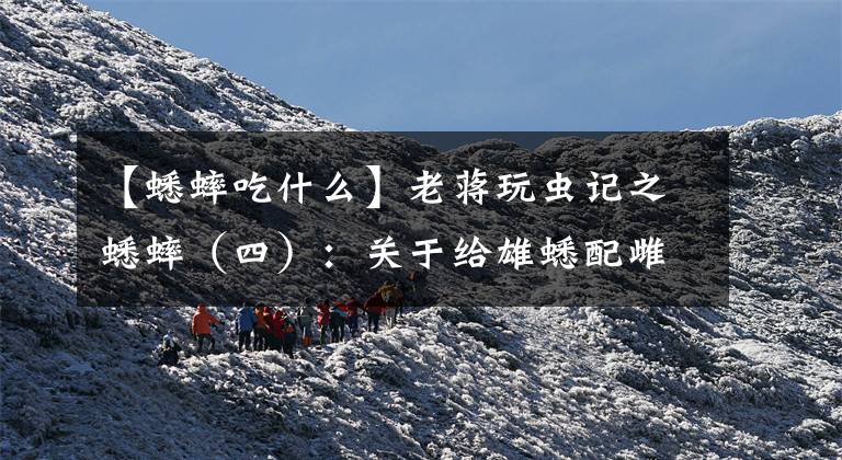 【蟋蟀吃什么】老蒋玩虫记之蟋蟀(四):关于给雄蟋配雌的相关知识