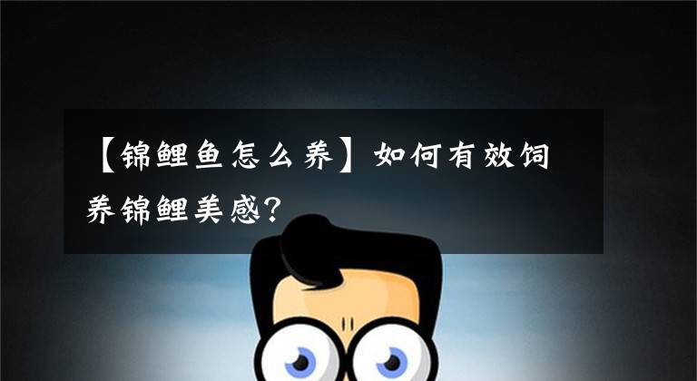 【锦鲤鱼怎么养】如何有效饲养锦鲤美感?