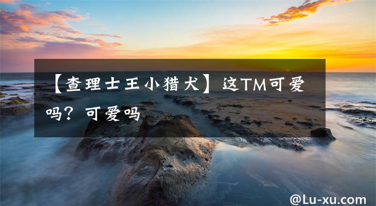 【查理士王小猎犬】这TM可爱吗?可爱吗