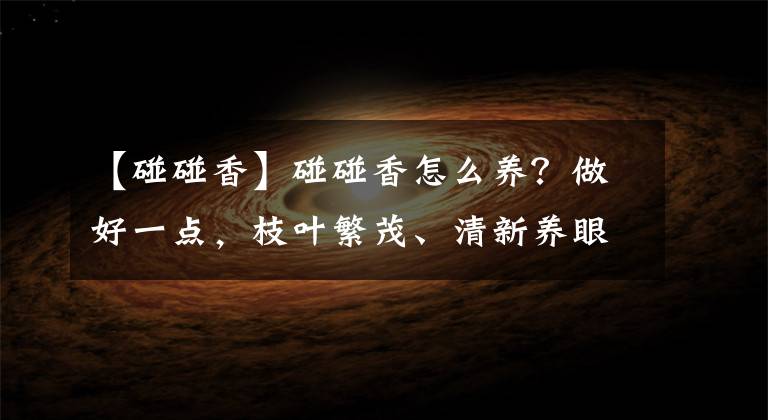 【碰碰香】碰碰香怎么养？做好一点，枝叶繁茂、清新养眼、满屋飘香