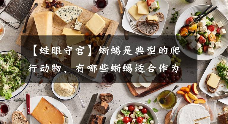 【蛙眼守宫】蜥蜴是典型的爬行动物，有哪些蜥蜴适合作为我们的宠物呢？