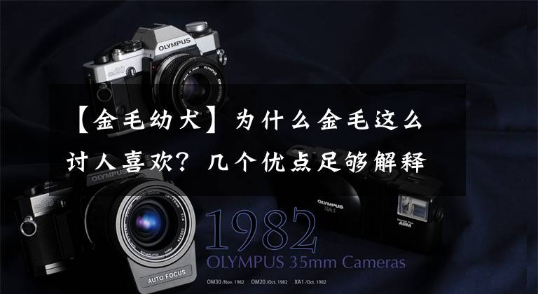 【金毛幼犬】为什么金毛这么讨人喜欢？几个优点足够解释什么叫狗界暖男模范