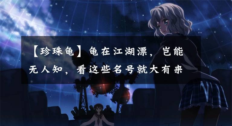 【珍珠龟】龟在江湖漂，岂能无人知，看这些名号就大有来头