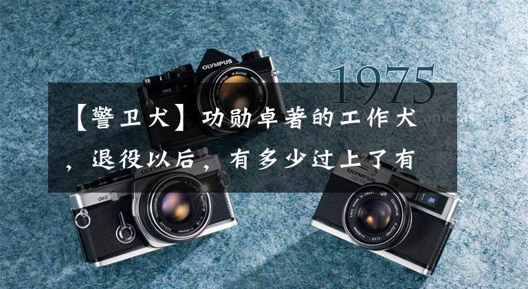 【警卫犬】功勋卓著的工作犬，退役以后，有多少过上了有尊严的晚年生活？