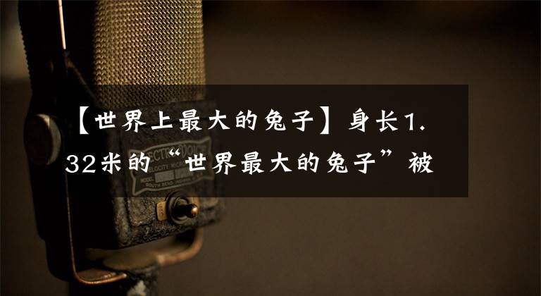 【世界上最大的兔子】身长1.32米的“世界最大的兔子”被偷,吃货比主人爱德华兹还着急