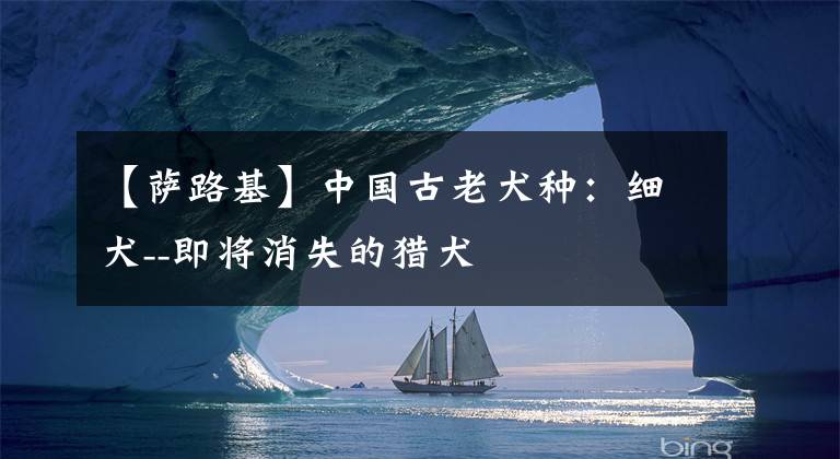 【萨路基】中国古老犬种:细犬--即将消失的猎犬