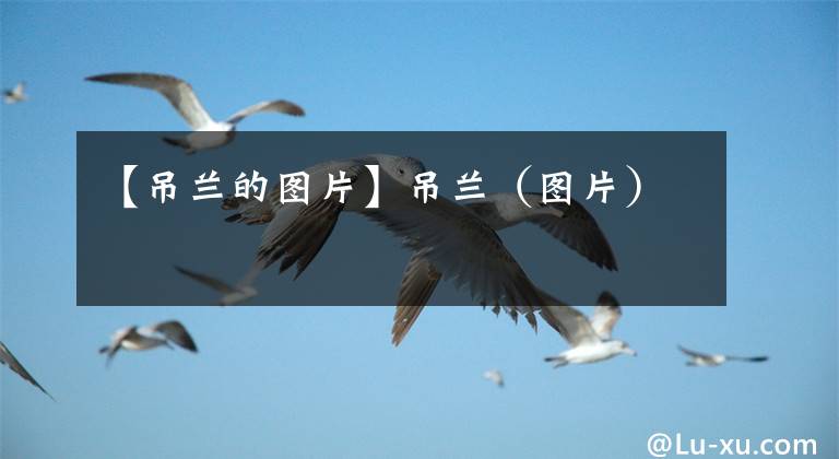 【吊兰的图片】吊兰（图片）