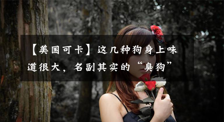 【美国可卡】这几种狗身上味道很大,名副其实的“臭狗”