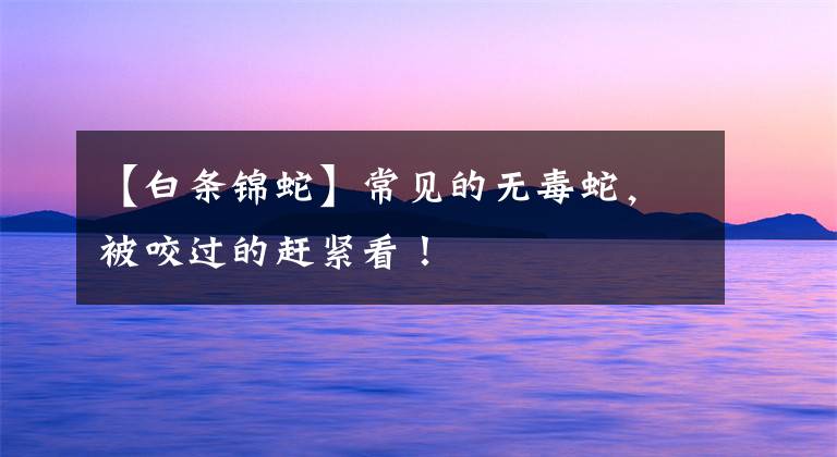 【白条锦蛇】常见的无毒蛇,被咬过的赶紧看!