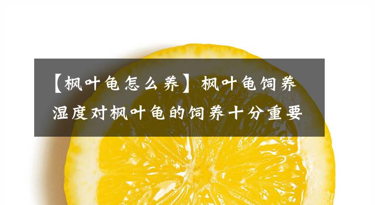 【枫叶龟怎么养】枫叶龟饲养 湿度对枫叶龟的饲养十分重要