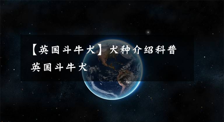 【英国斗牛犬】犬种介绍科普 英国斗牛犬