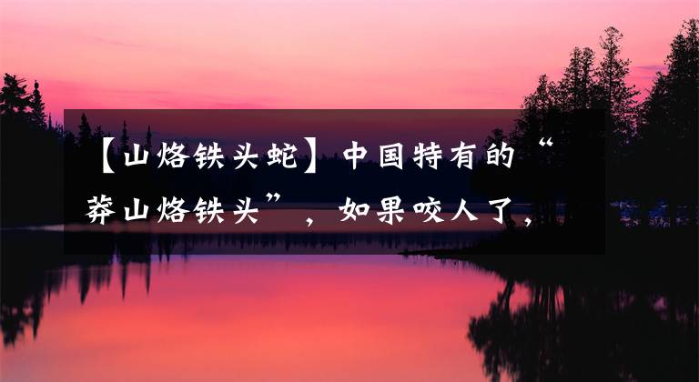 【山烙铁头蛇】中国特有的“莽山烙铁头”,如果咬人了,是保护它还是打死它?