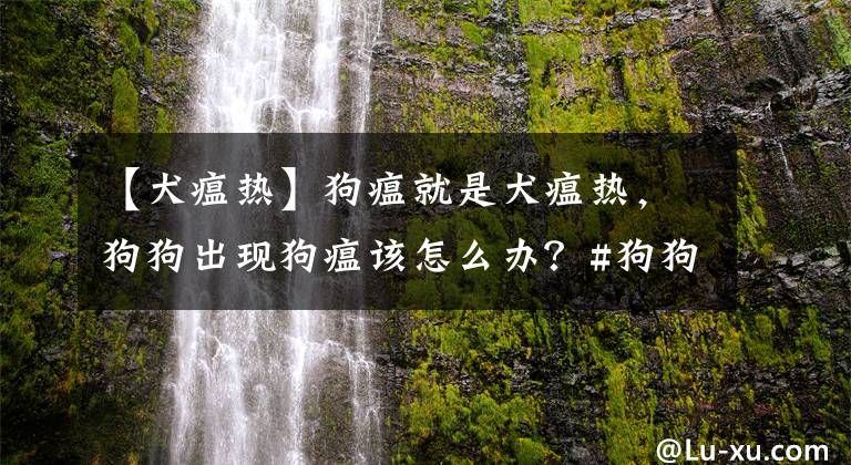 【犬瘟热】狗瘟就是犬瘟热,狗狗出现狗瘟该怎么办?#狗狗大明星#