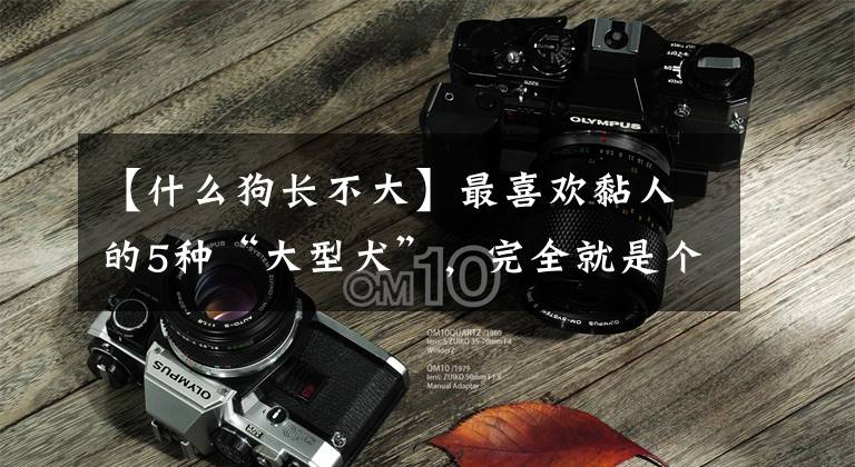 【什么狗长不大】最喜欢黏人的5种“大型犬”,完全就是个长不大的孩子!