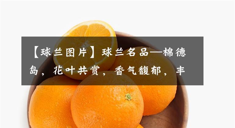 【球兰图片】球兰名品—棉德岛，花叶共赏，香气馥郁，丰花勤花，室内也能养好