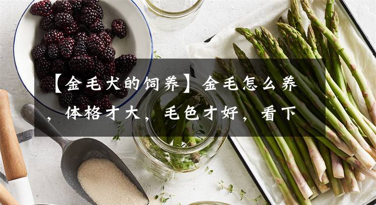 【金毛犬的饲养】金毛怎么养，体格才大，毛色才好，看下我是怎样养金毛狗狗的