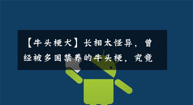 【牛头梗犬】长相太怪异,曾经被多国禁养的牛头梗,究竟长啥样?