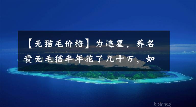 【无猫毛价格】为追星，养名贵无毛猫半年花了几十万，如今想将“外星人”送人