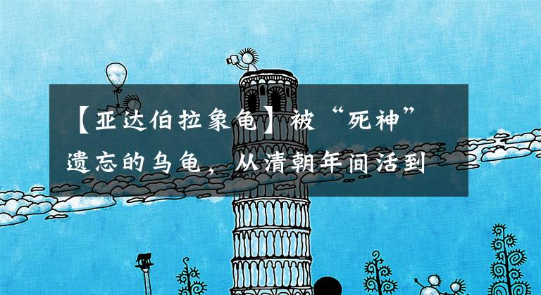 【亚达伯拉象龟】被“死神”遗忘的乌龟，从清朝年间活到现代，熬走了3位饲养员