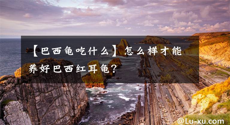 【巴西龟吃什么】怎么样才能养好巴西红耳龟？