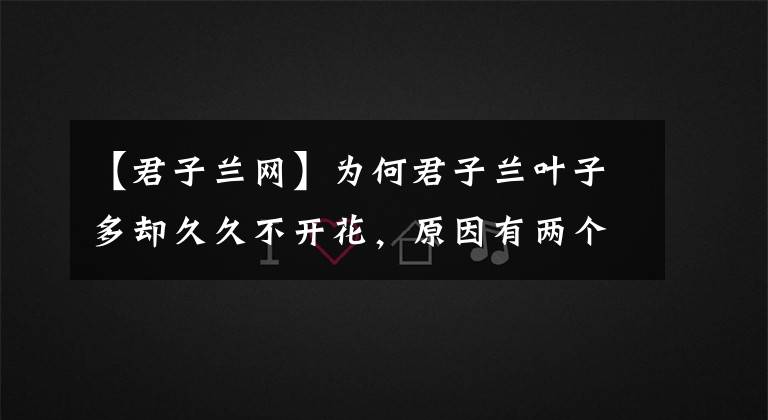 【君子兰网】为何君子兰叶子多却久久不开花，原因有两个，注意就可以解决！