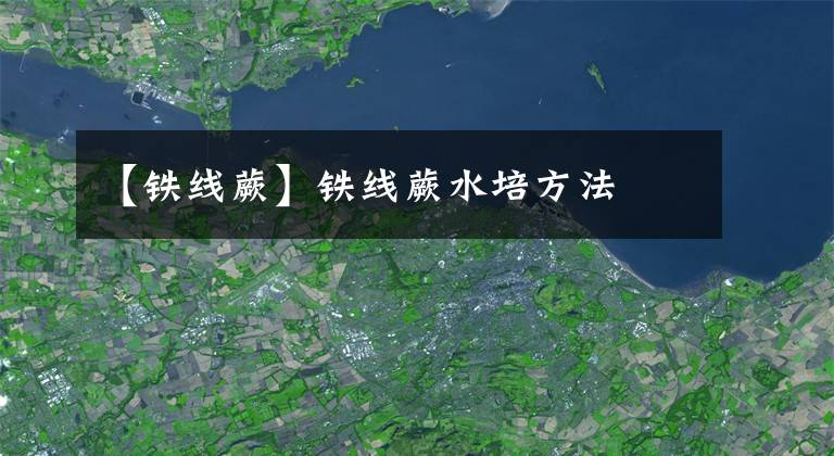【铁线蕨】铁线蕨水培方法