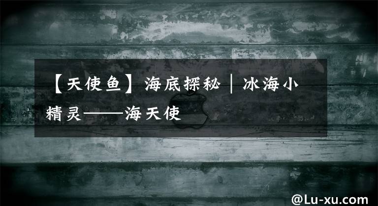 【天使鱼】海底探秘|冰海小精灵——海天使