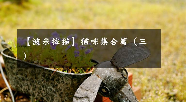 【波米拉猫】猫咪集合篇(三)