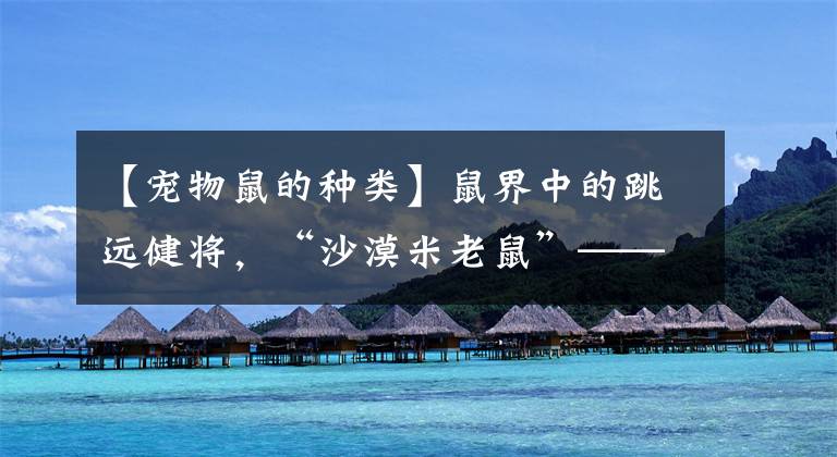 【宠物鼠的种类】鼠界中的跳远健将，“沙漠米老鼠”———跳鼠，已是濒危物种