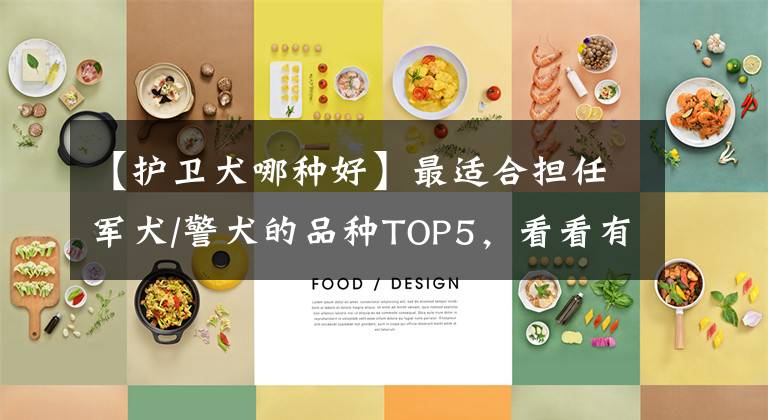 【护卫犬哪种好】最适合担任军犬/警犬的品种TOP5，看看有没有你家的狗狗？