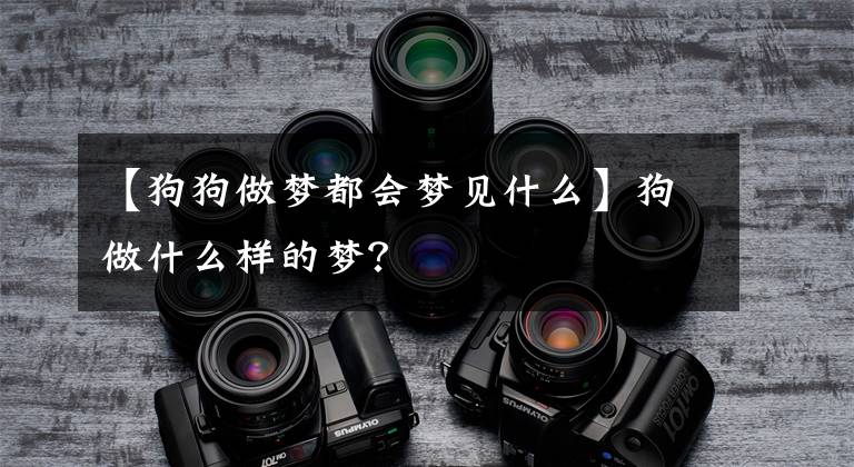【狗狗做梦都会梦见什么】狗做什么样的梦？