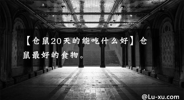 【仓鼠20天的能吃什么好】仓鼠最好的食物。