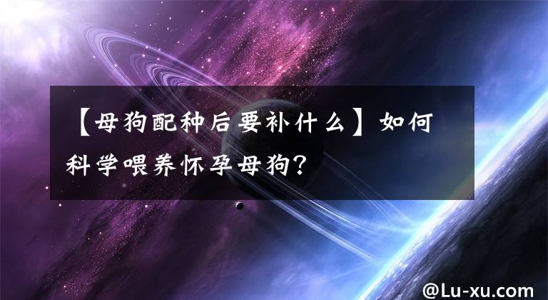【母狗配种后要补什么】如何科学喂养怀孕母狗？